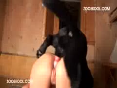 Stray dog fucking a hot beastie gal